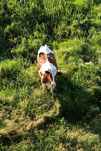 Cow